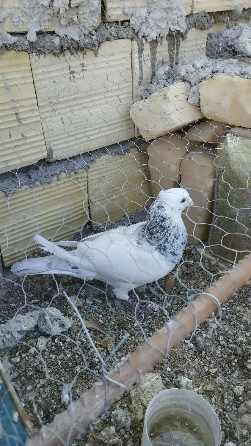 کبوتر طوقی  دوم سیاه و پولکی|پرنده|بیرجند, |دیوار