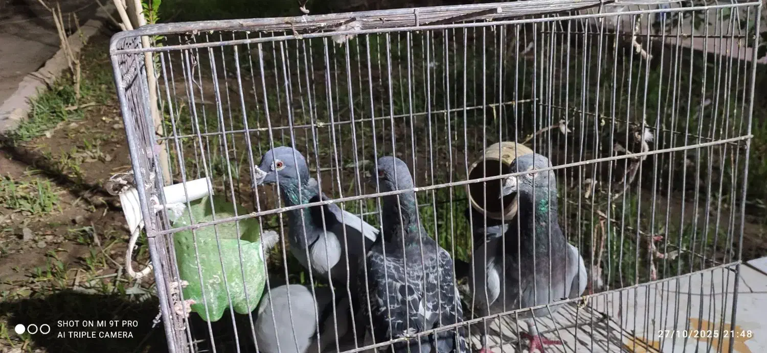 سه عدد نرسبز دوخط ویک ماده مگس|پرنده|زابل, |دیوار