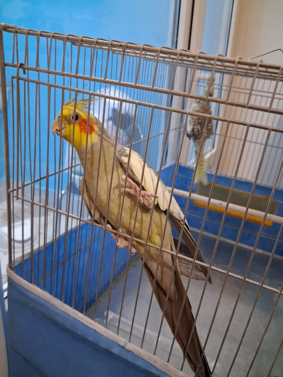 عروس هلندی نر و ماده|پرنده|مشهد, عبادی|دیوار