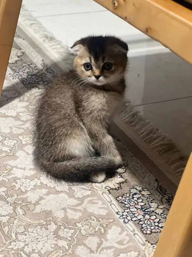 گربه اسکاتیش فولد|گربه|میاندوآب, |دیوار