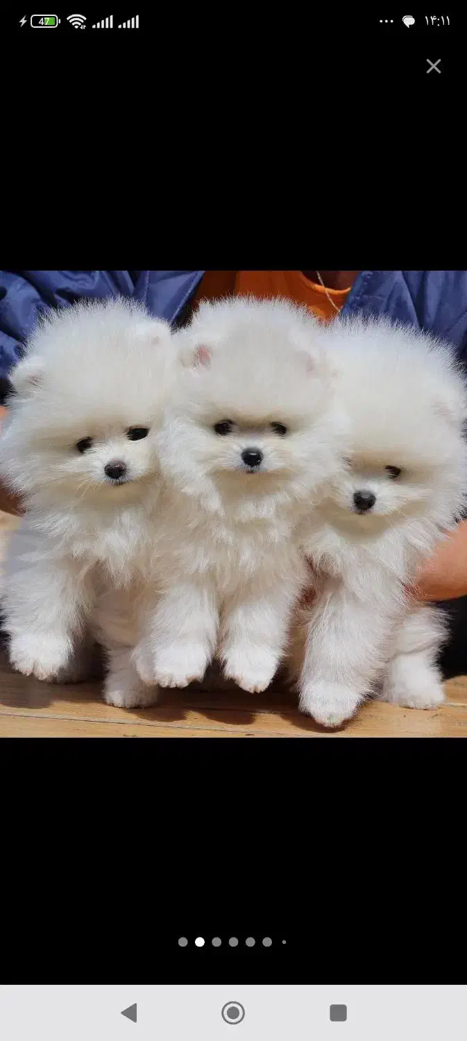 توله سگ پامرانین 80روزه تیکاپ کوچیک ترین نژاد|سگ|مشهد, وکیل‌آباد|دیوار