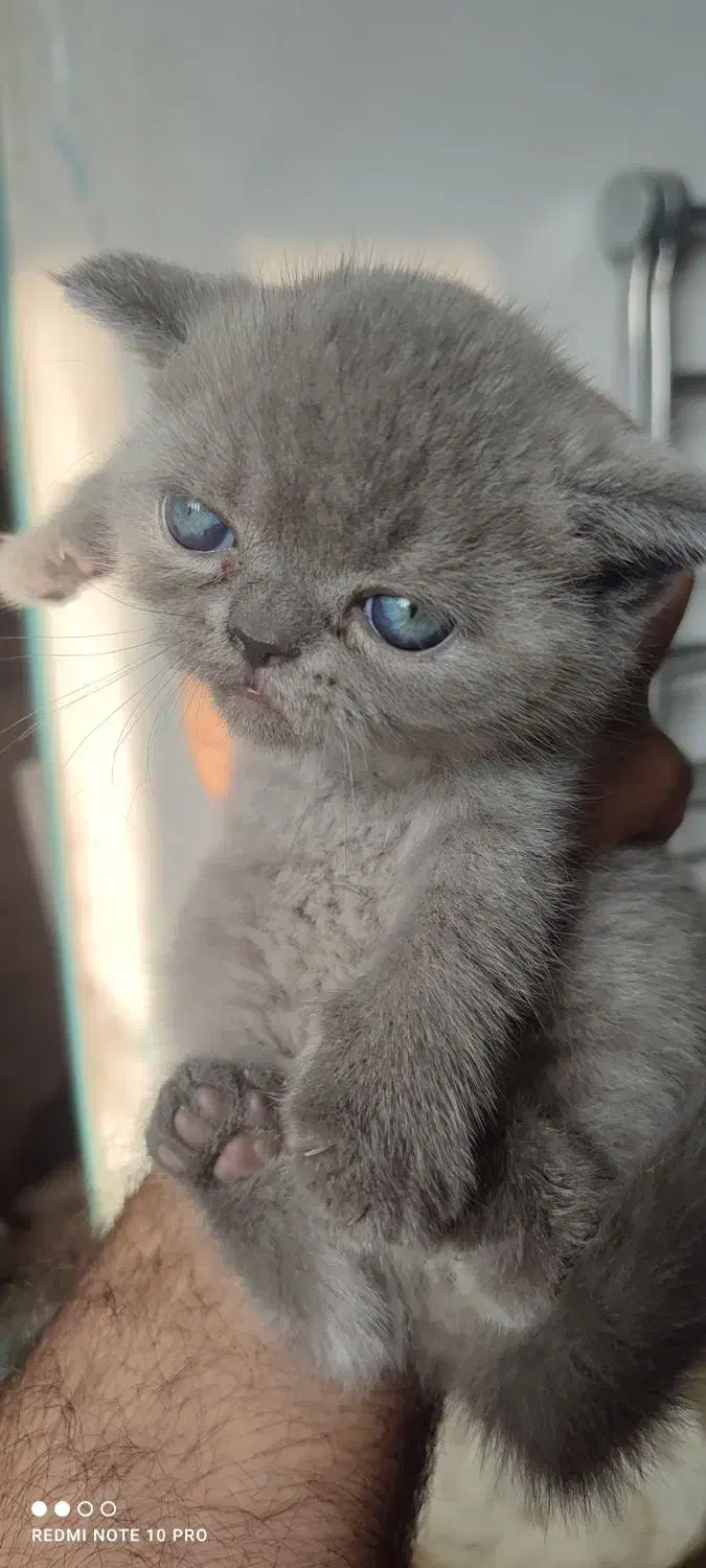 گربه اسکاتیش و پرشین|گربه|گنبد کاووس, |دیوار