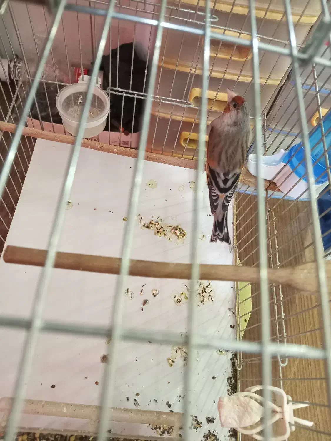 تعداد ی سهره و سهره قناری به فروش میرسد.|پرنده|میانه, |دیوار