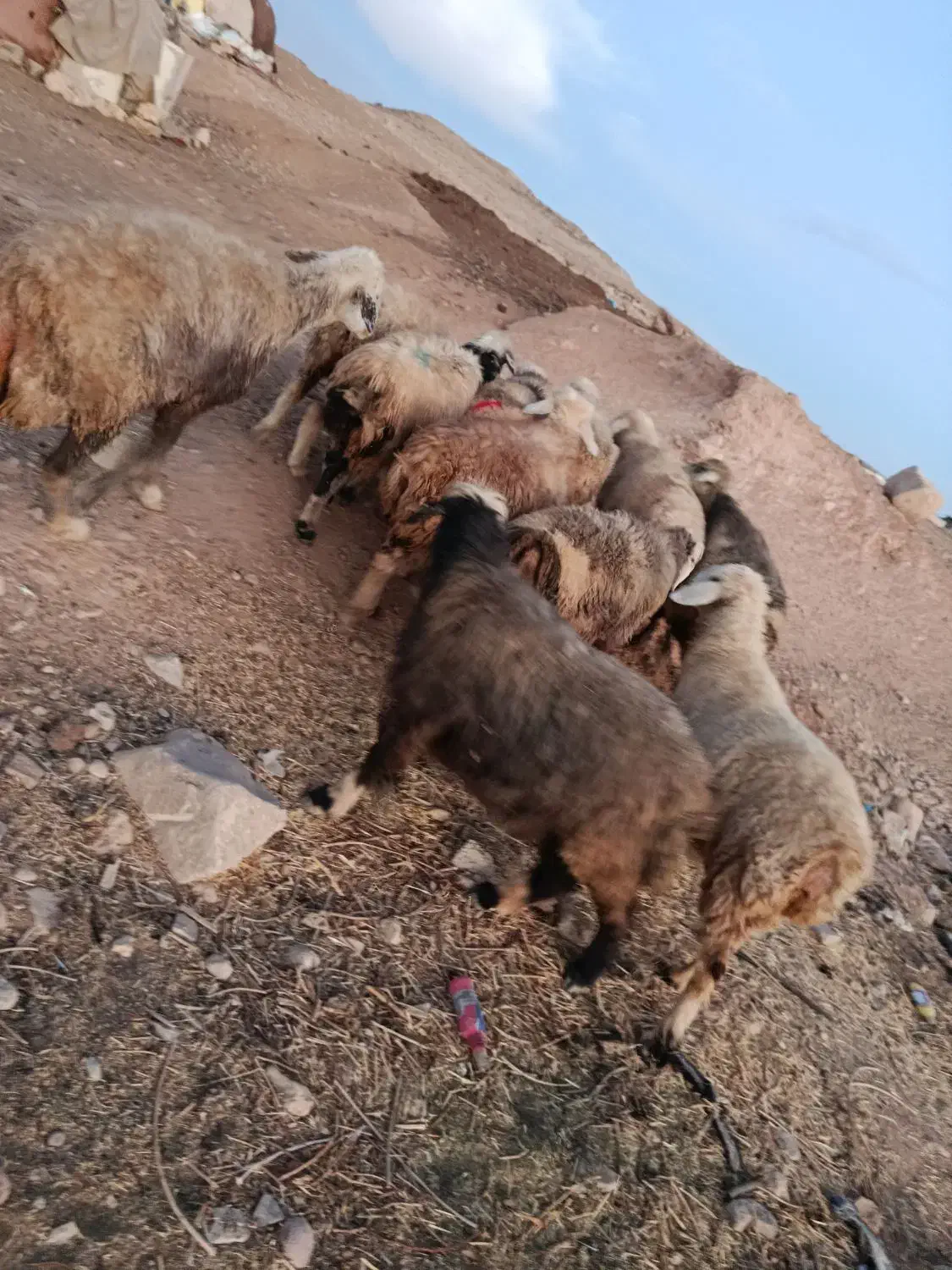 شیشک میش|حیوانات مزرعه|ارژن, |دیوار