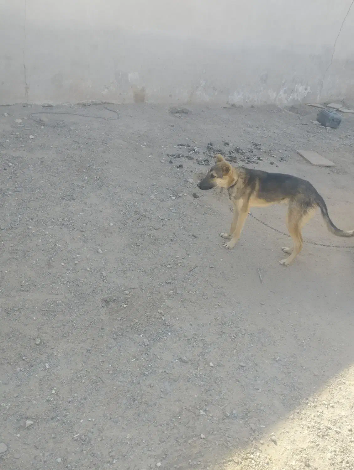 سگ7ماه گرگ نر|سگ|زاهدان, |دیوار