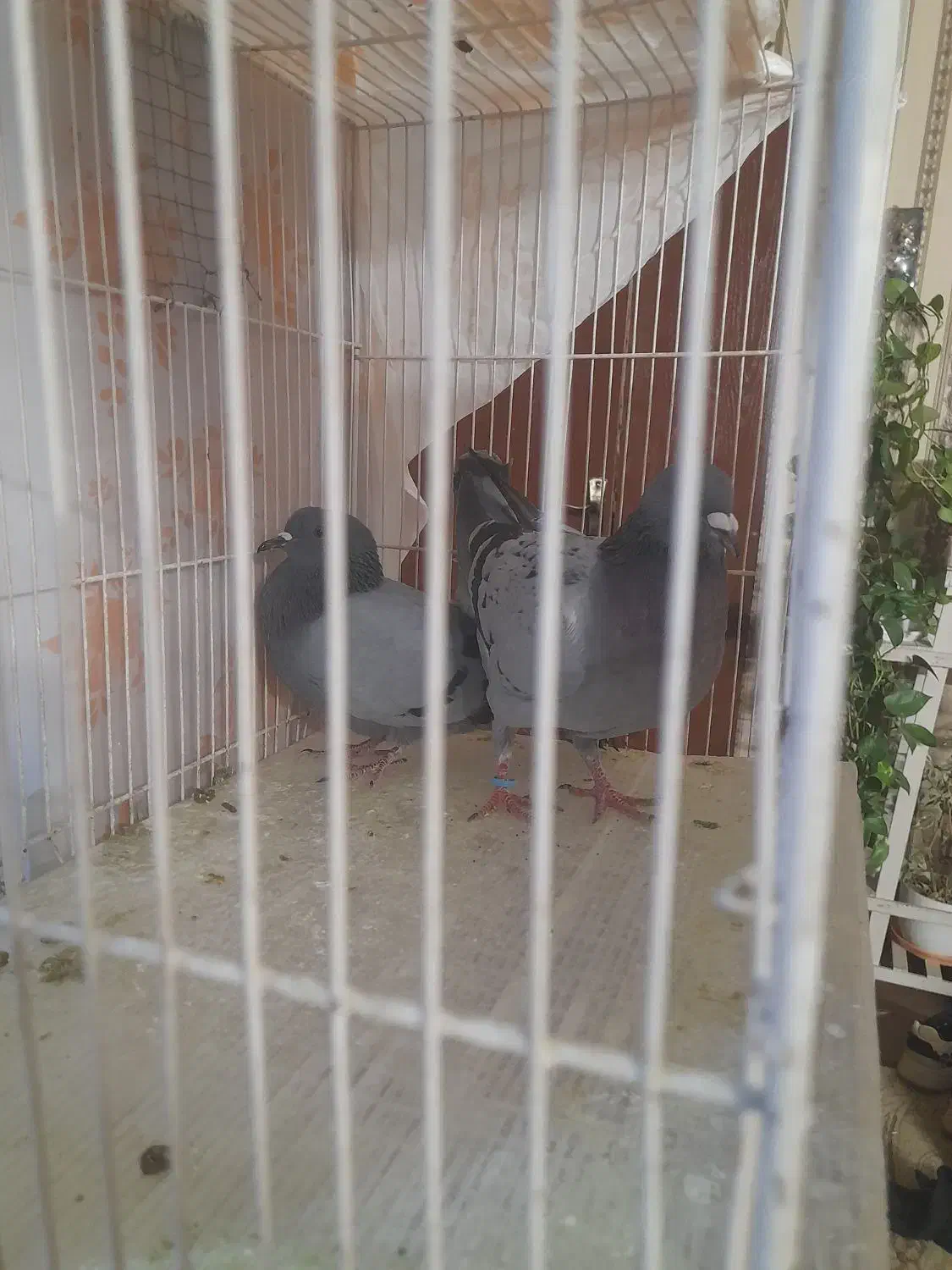 کفتر و عروس هلندی|پرنده|گلبهار, شهر جدید گلبهار|دیوار