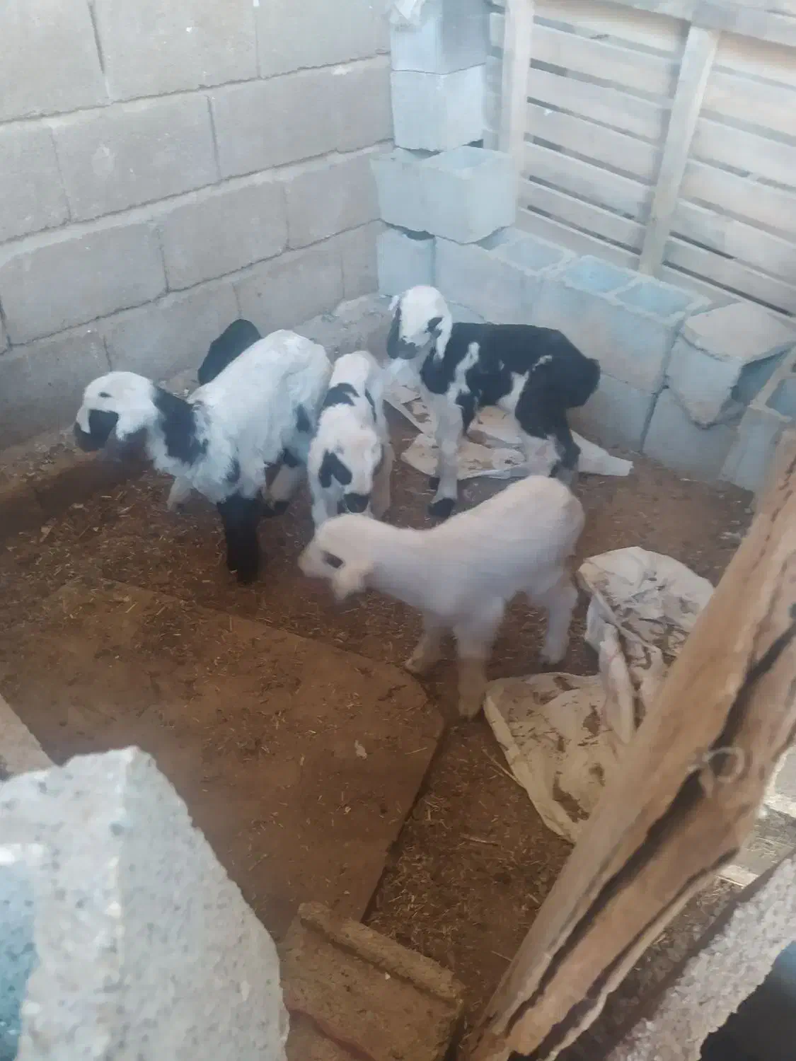 بره شیری|حیوانات مزرعه|شیراز, بید زرد|دیوار