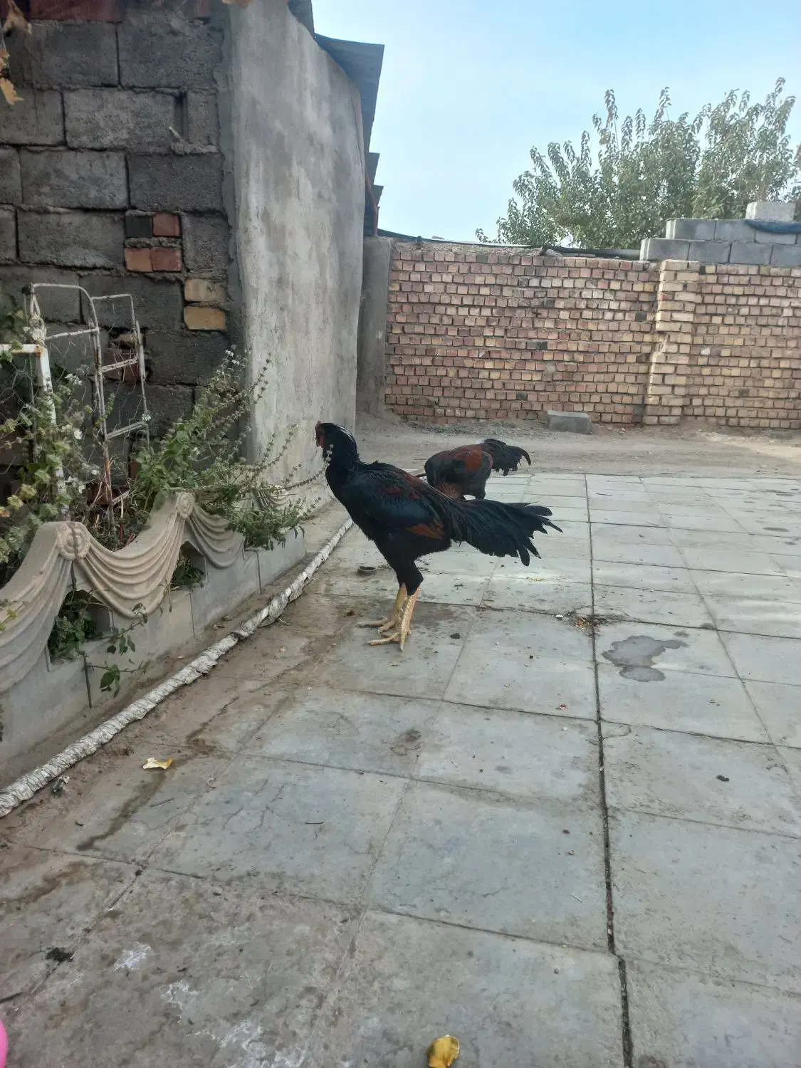 سلام دوعددخروس لاری|حیوانات مزرعه|یزدان شهر, |دیوار