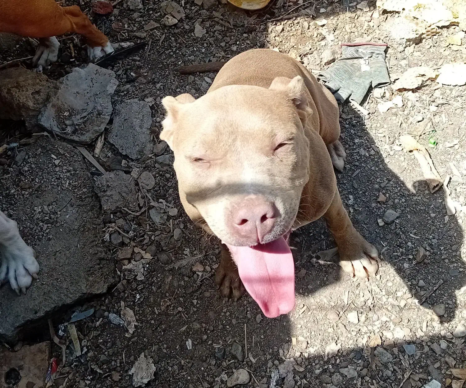 حیوان|سگ|ماهنشان, |دیوار