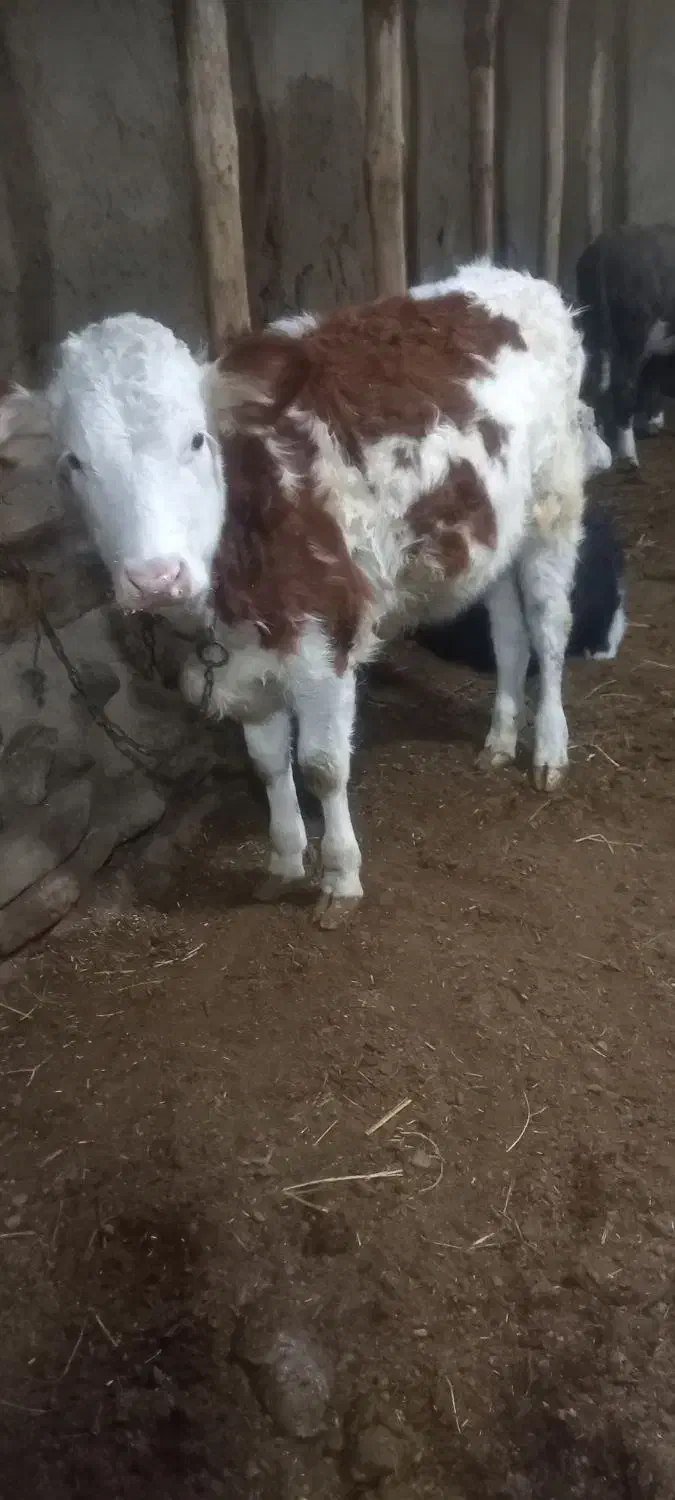 گوساله|حیوانات مزرعه|ارومیه, |دیوار