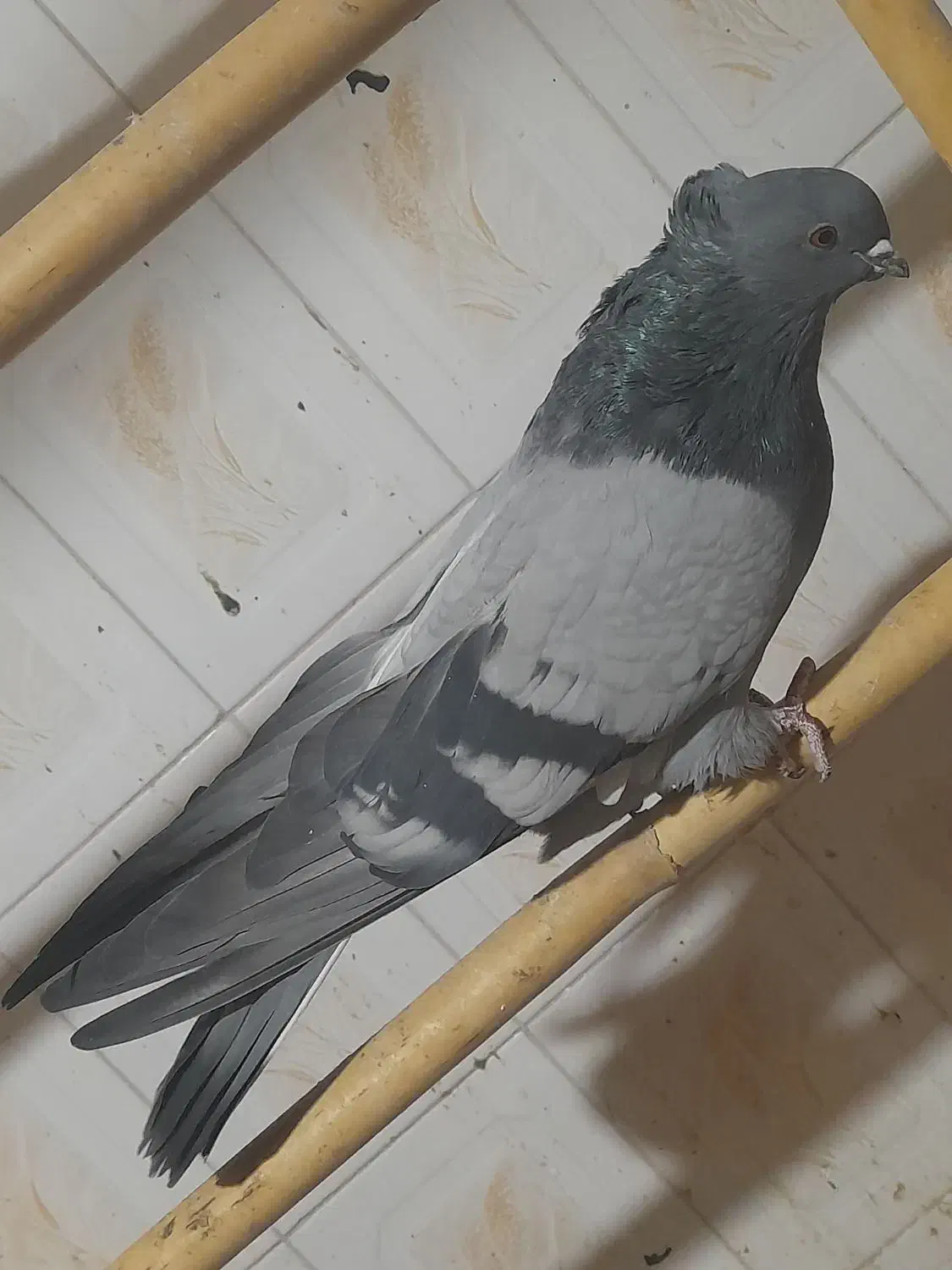 کبوتر سبز کاکلی پشت قنار|پرنده|مهدی شهر, |دیوار