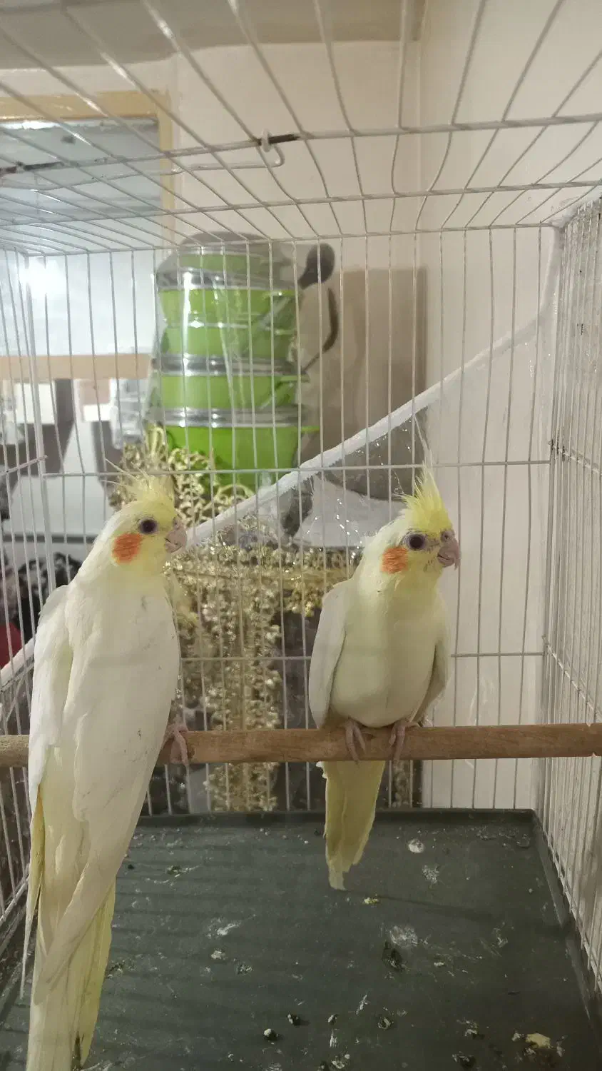 جوجه عروس هلندی لوتیتو چشم شرابی نژاد کینگ|پرنده|مشهد, آبکوه|دیوار