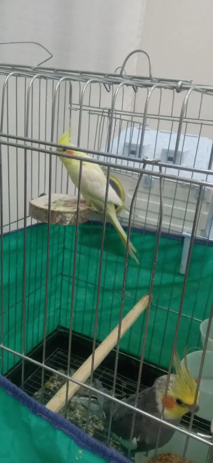 عروس هلندی ومرغ عشق|پرنده|کرمانشاه, |دیوار