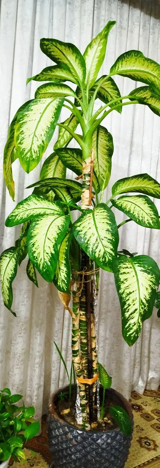 گل های طبیعی همراه گلدان|گل و گیاه طبیعی|چهاردانگه (تهران), |دیوار