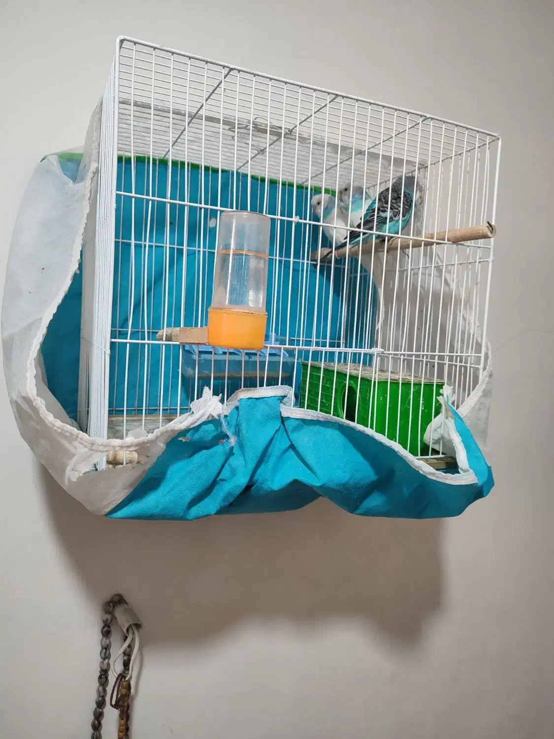 3 عدم مرغ عشق|پرنده|مشهد, امیریه|دیوار