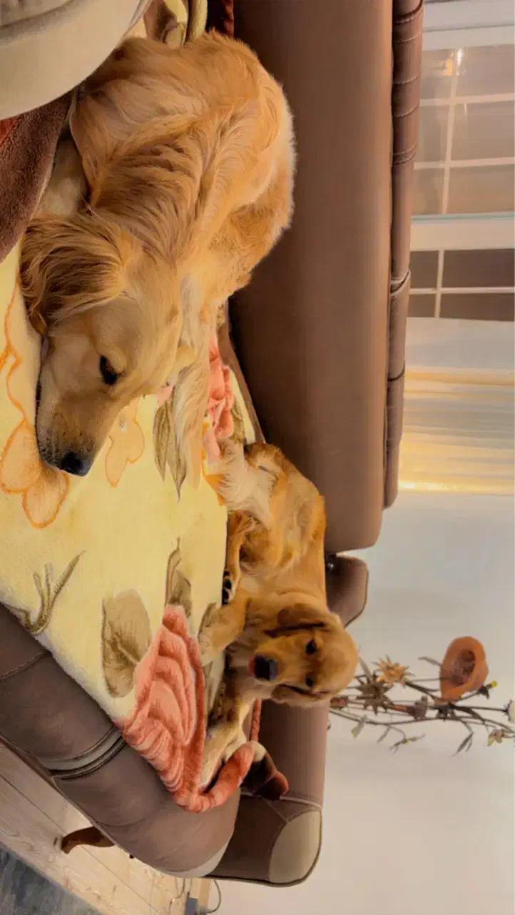 واگذاری|سگ|شیراز, فرهنگ شهر|دیوار