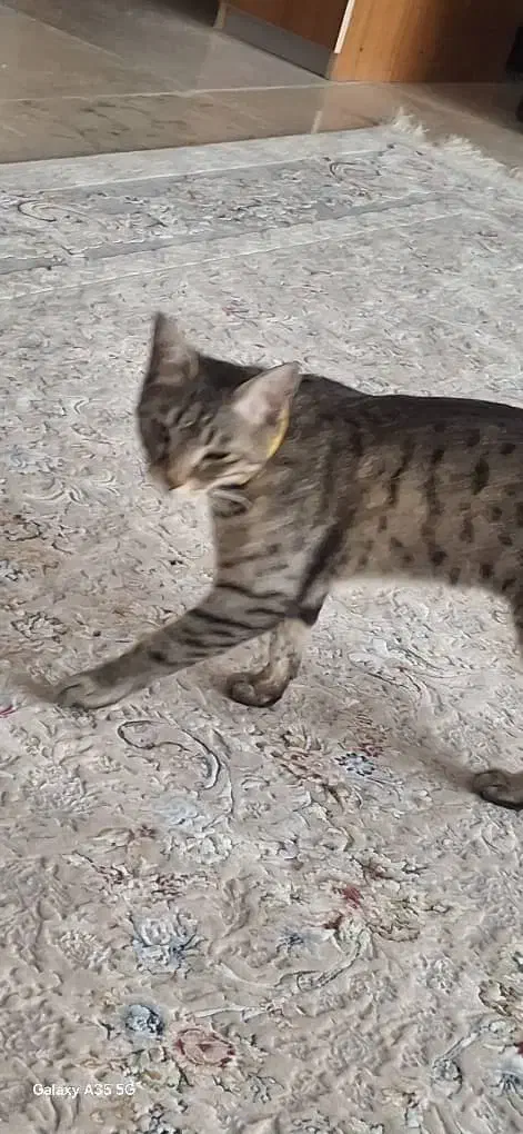 گربه گمشده|حیوانات|گرمدره, |دیوار