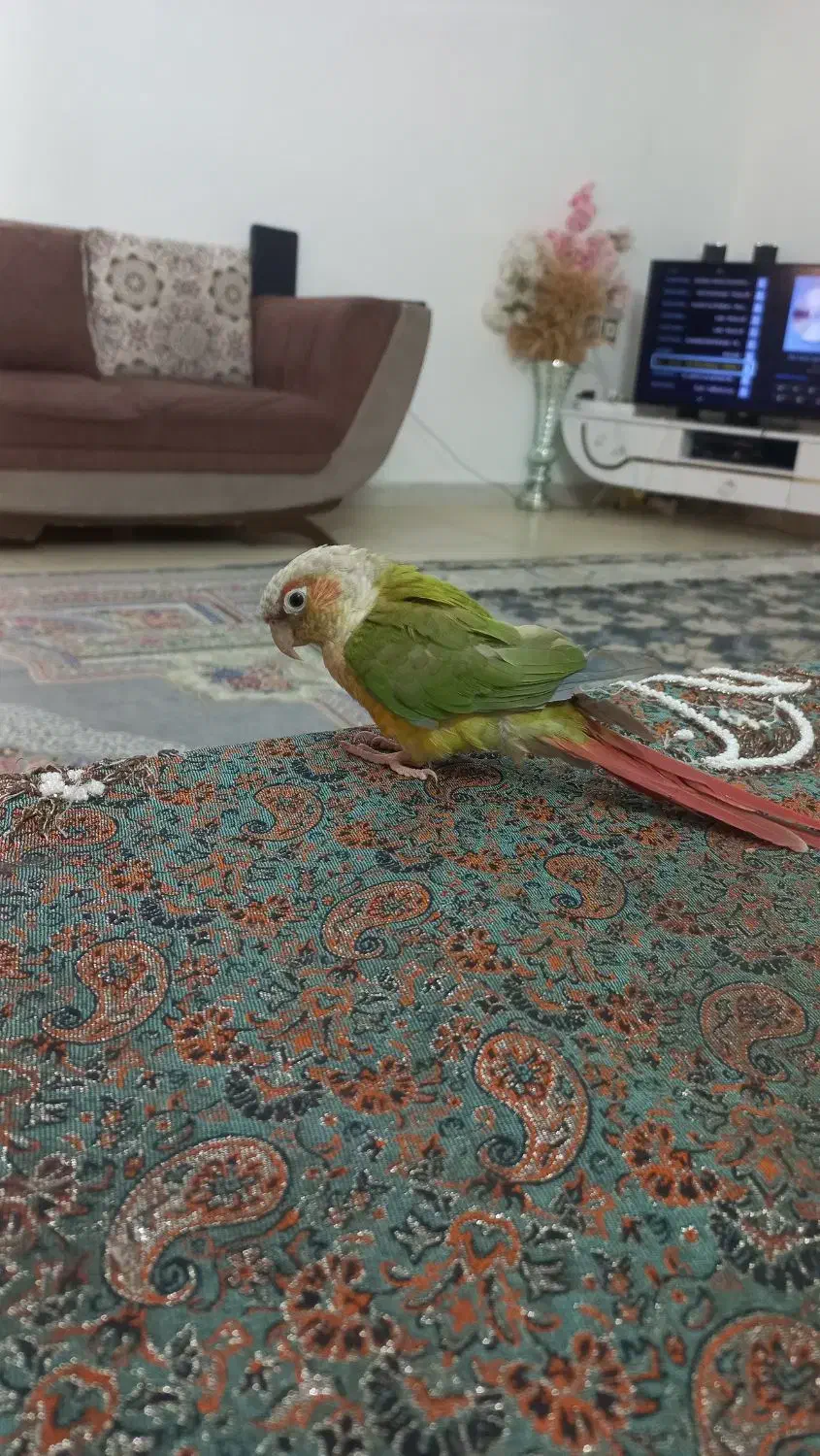 گرینویچ هفت رنگ زیبا|پرنده|مشهد, ایثار|دیوار