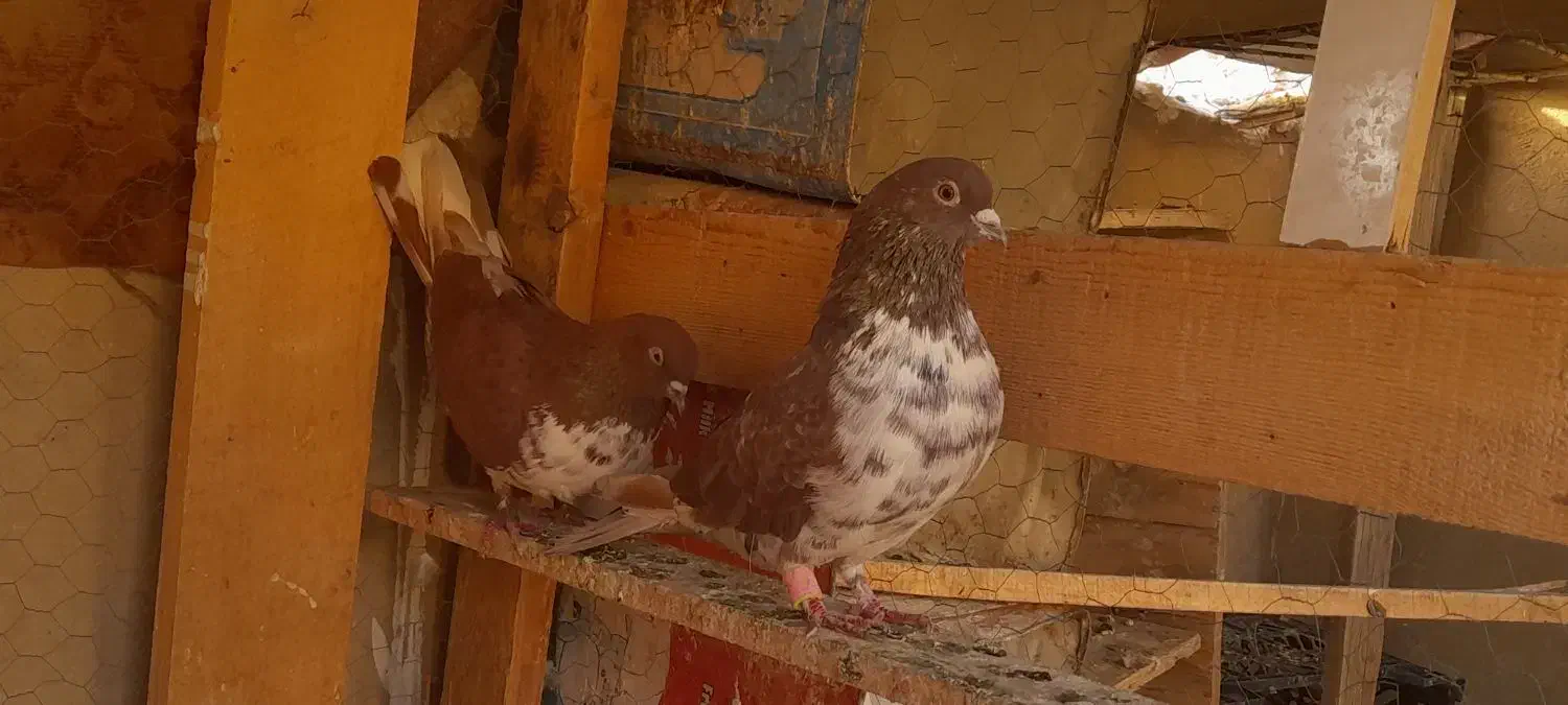 کفتر پرشی|پرنده|فردوسیه, |دیوار