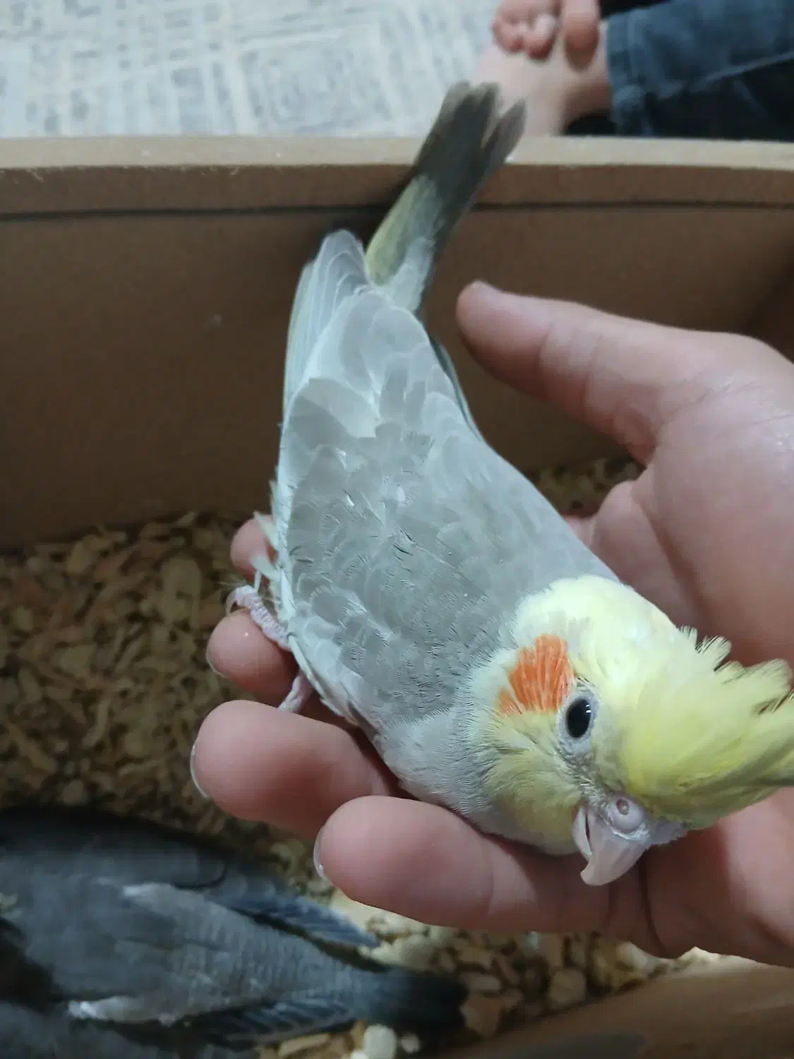 جوجه عروس|پرنده|اردبیل, |دیوار