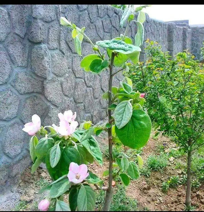 باغ ویلا نرسیده به صوفیان|فروش خانه و ویلا|صوفیان, |دیوار