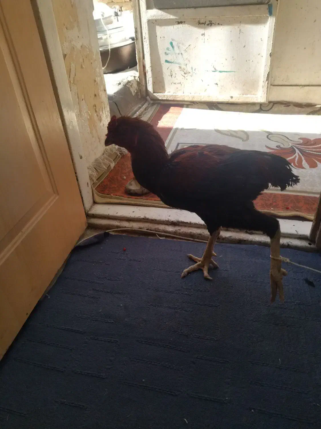 خروس لاری|حیوانات مزرعه|قم, لسانی|دیوار