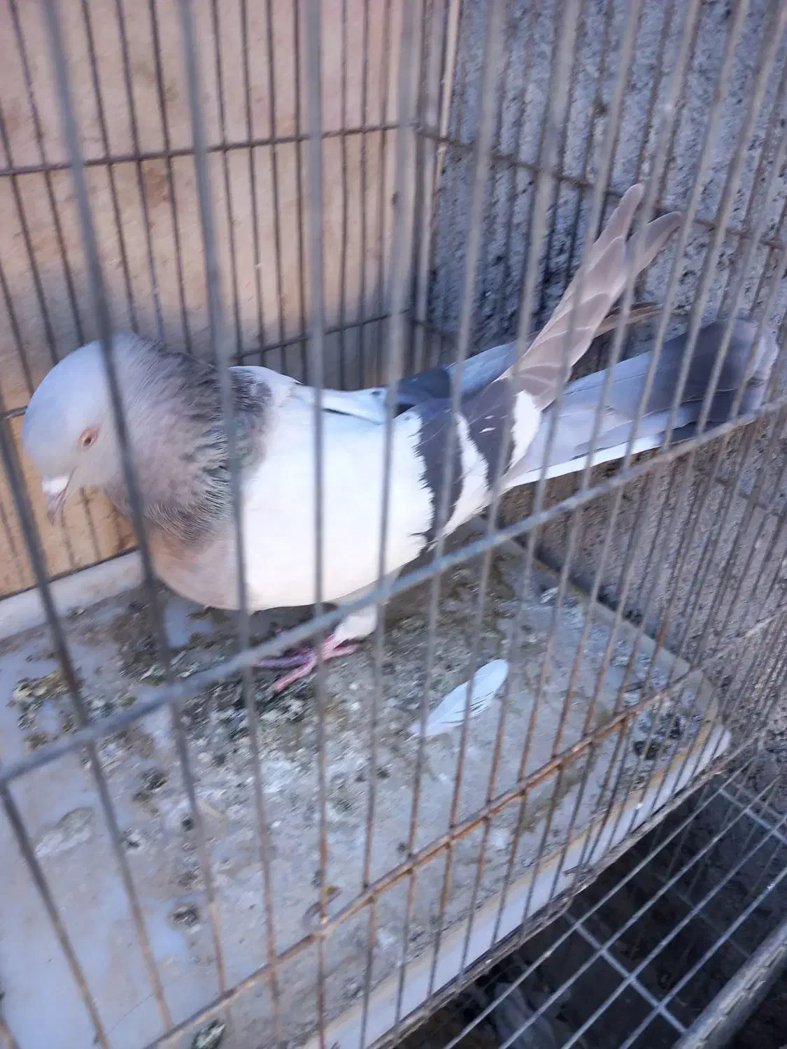 کبوتر نر پر|پرنده|سامان, |دیوار