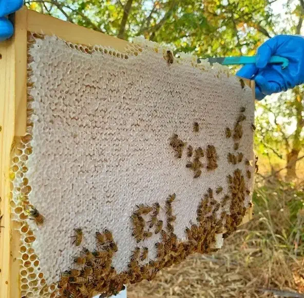 عسل درجه یک|خوردنی و آشامیدنی|سبزوار, هویزه|دیوار