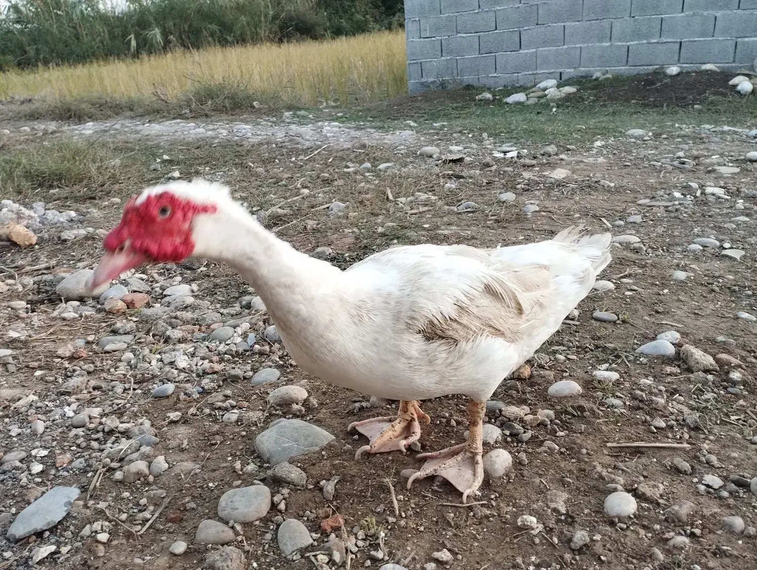 اردک خارجی . تخم قره قا. وول.خروس برهما|حیوانات مزرعه|قائمشهر, |دیوار