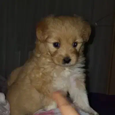 توله سگ|سگ|کرج, عظیمیه|دیوار