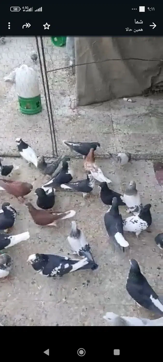 کبوتر هوا میکنم جلو مشتری|پرنده|شیراز, لاله|دیوار