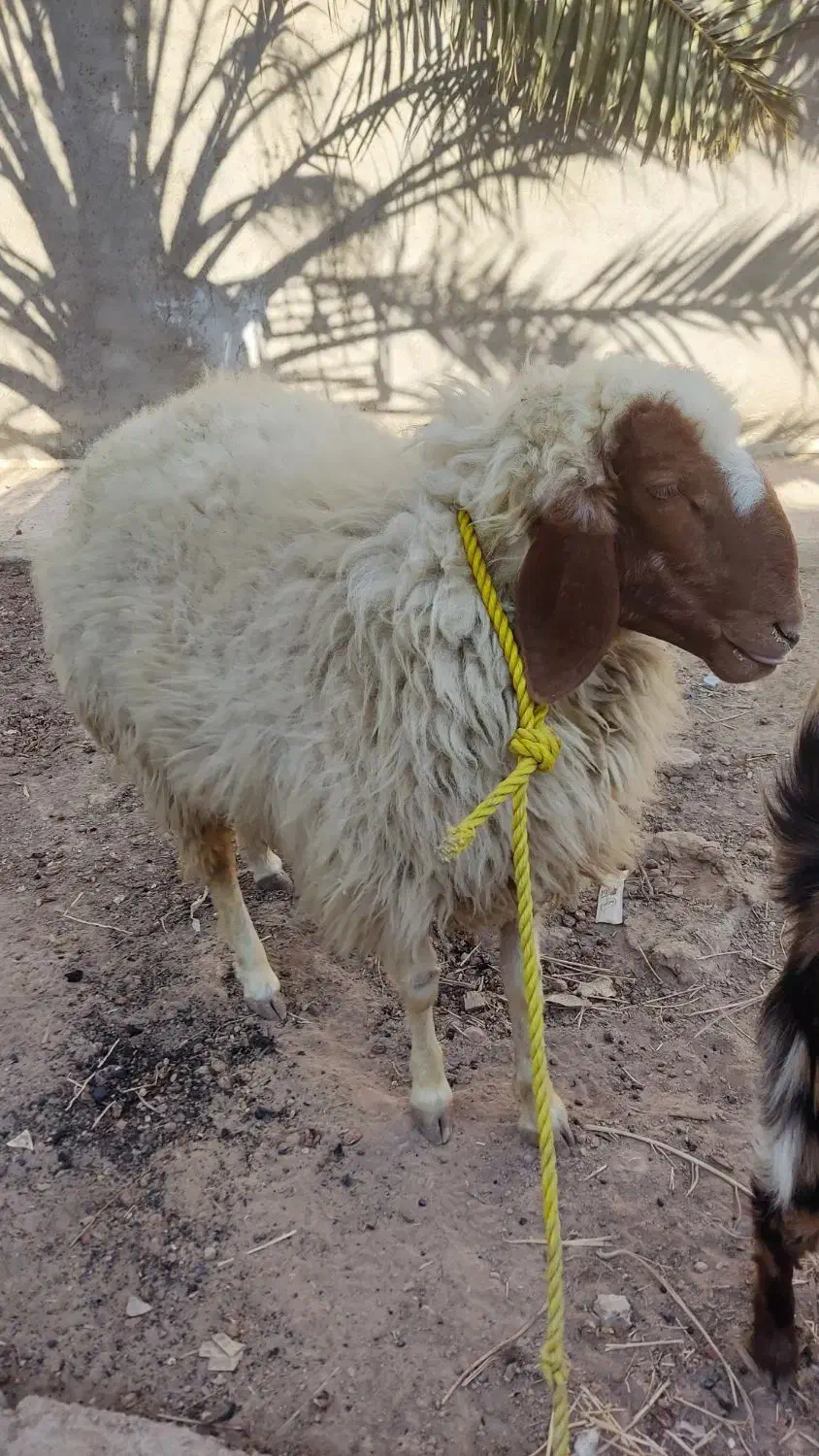 گوسفند .بره ماده|حیوانات مزرعه|باوی, |دیوار