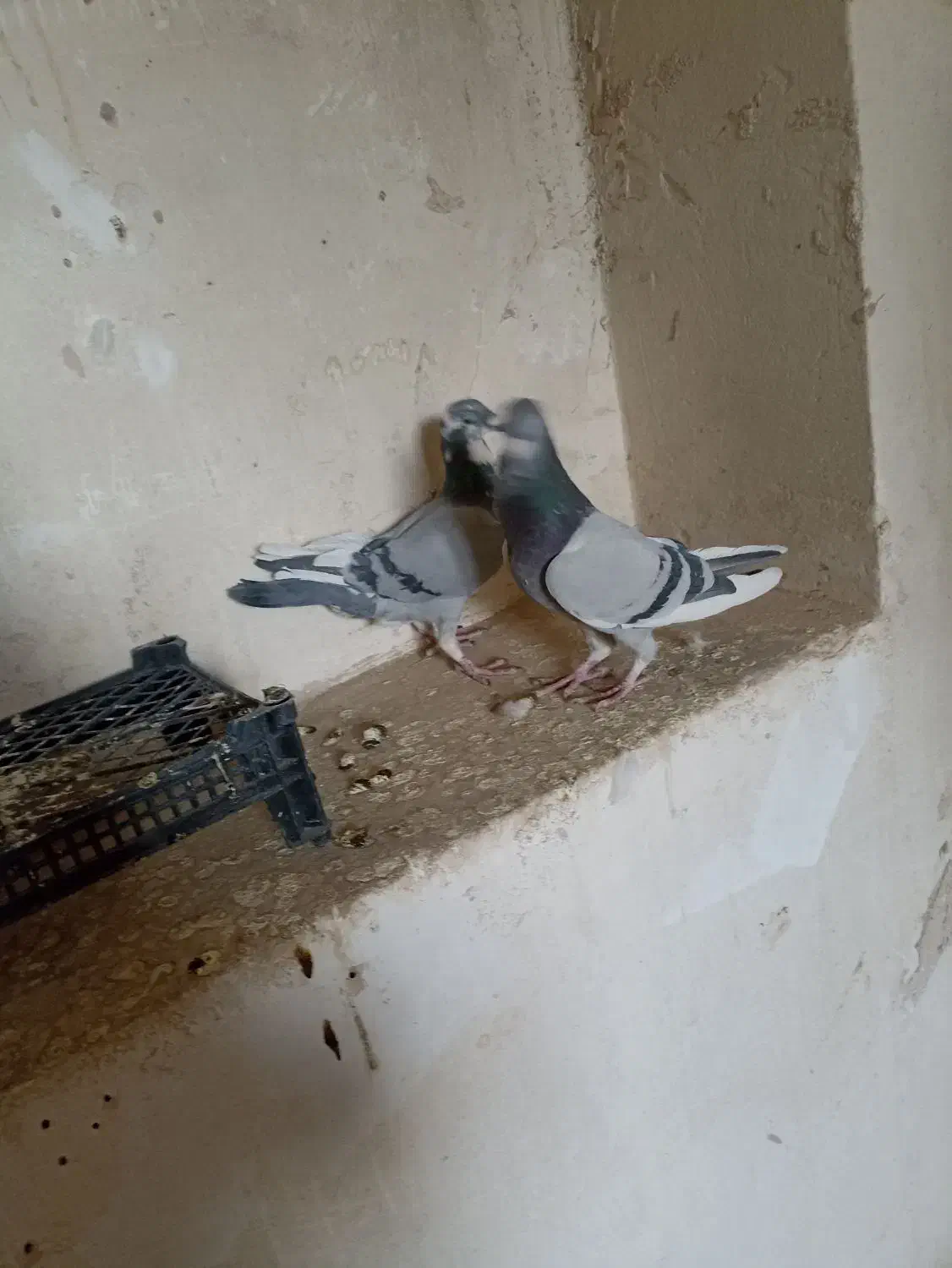 کبوتر پلاکی|پرنده|خمینیشهر, |دیوار