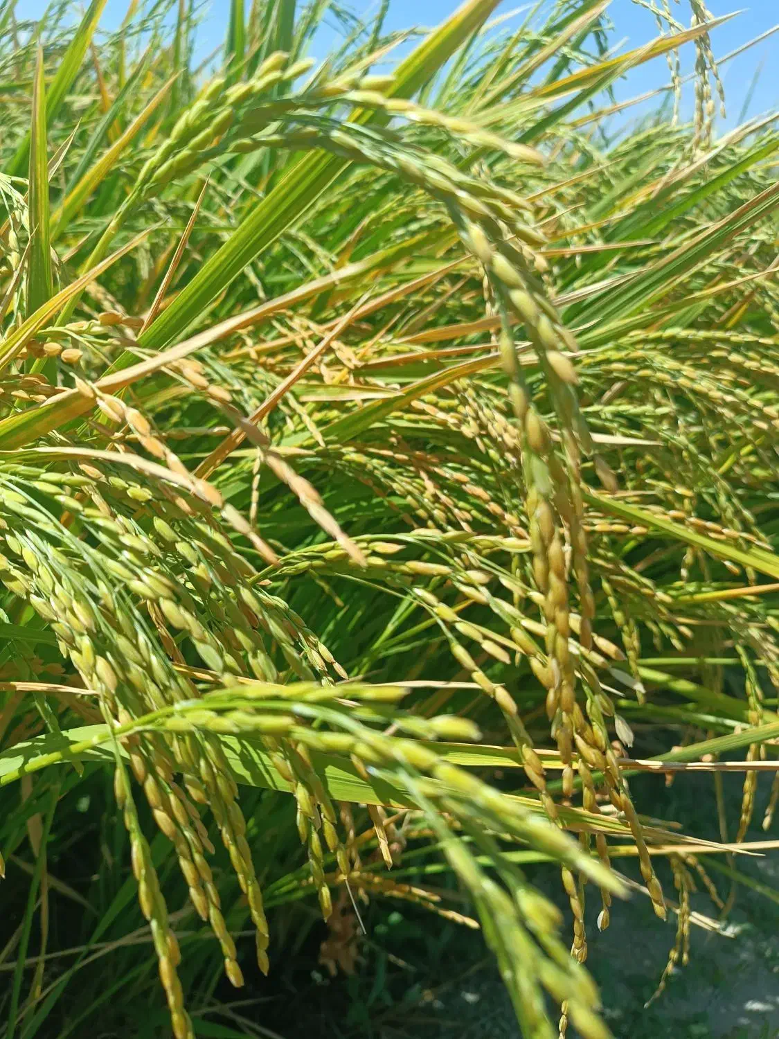 برنج کامفیروزی اصل رو از کشاورز خریداری کنید|خوردنی و آشامیدنی|درودزن, |دیوار