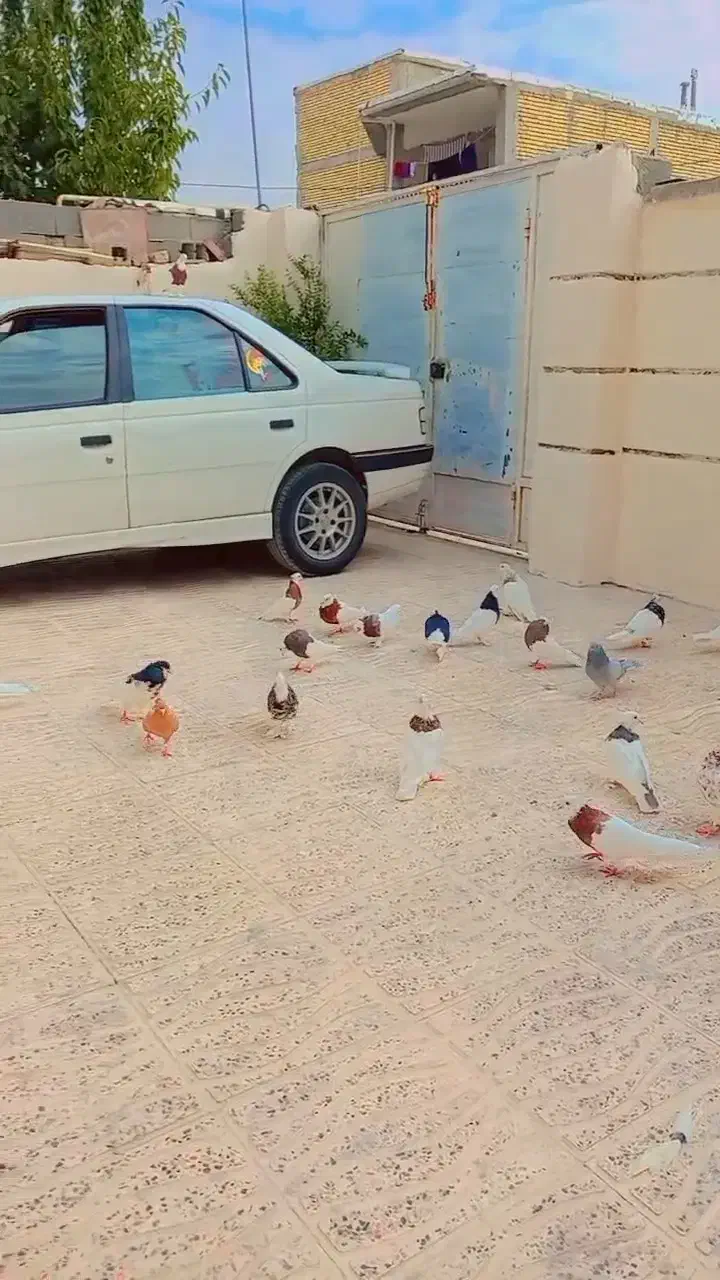 طوقی  سپیدان.|پرنده|سپیدان, |دیوار