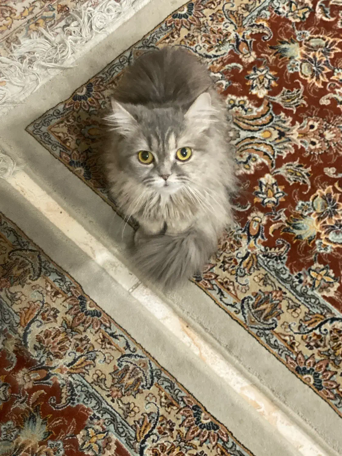 گربه پرشین|گربه|مراغه, |دیوار