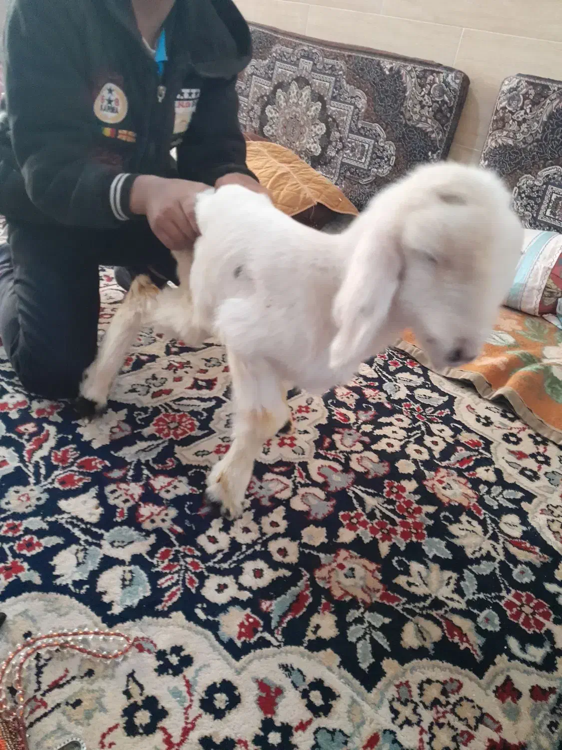 بره نر شیری زات دار ۷ میلیون|حیوانات مزرعه|مرودشت, ثبت احوال|دیوار