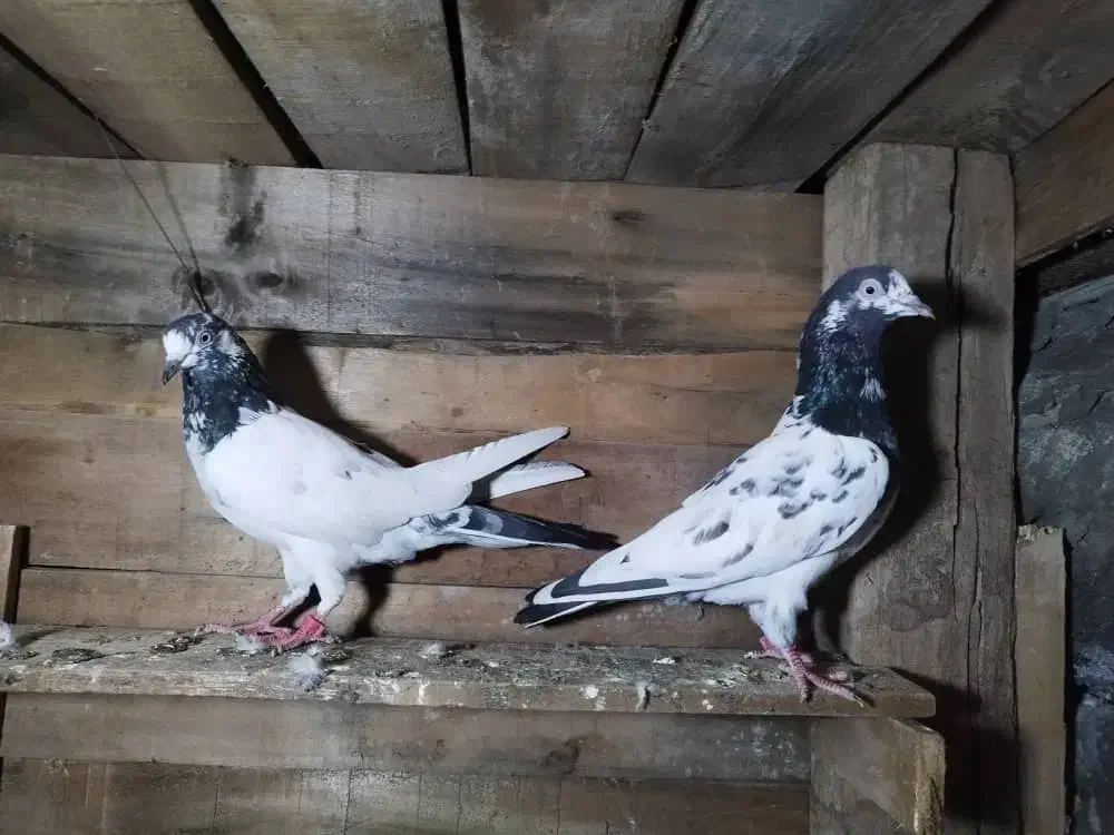 کفتر|پرنده|میناب, |دیوار