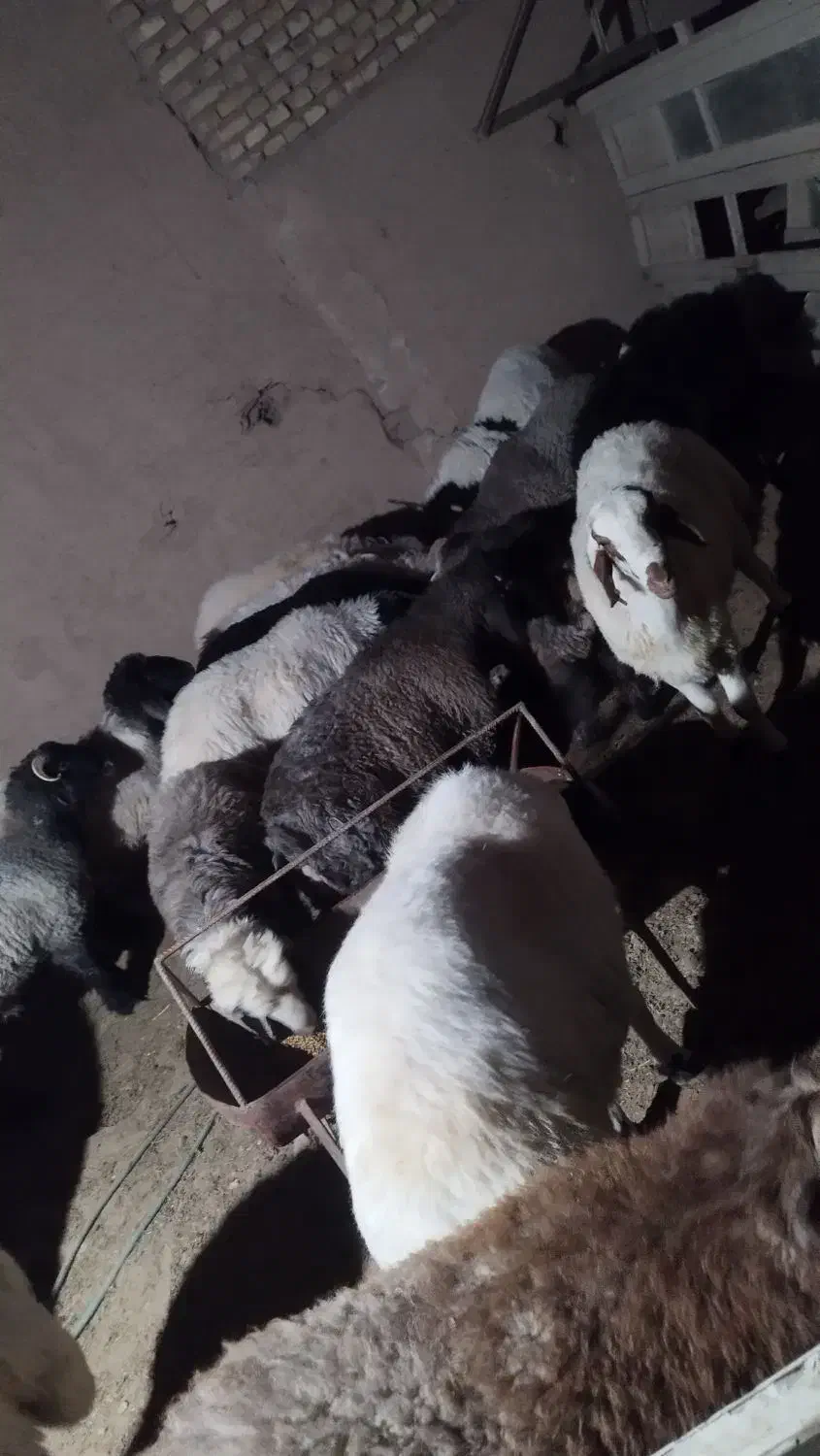 بره نر چاق گوسفند|حیوانات مزرعه|یزد, |دیوار