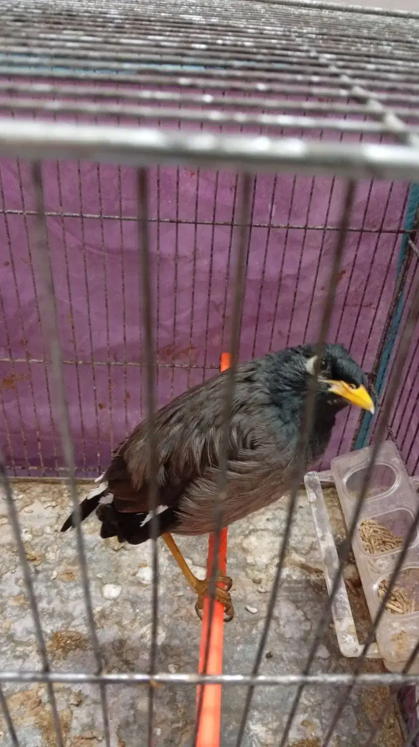 مینا دستی|پرنده|مشهد, امیریه|دیوار