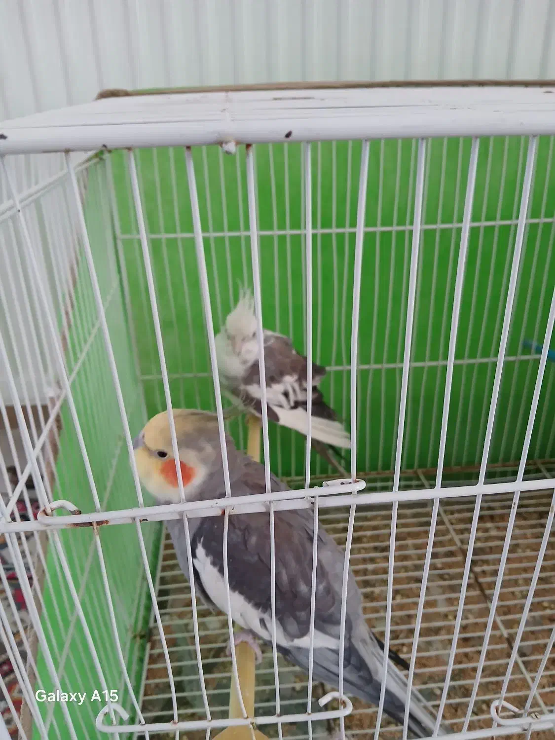 پرنده|پرنده|مشهد, نوید|دیوار