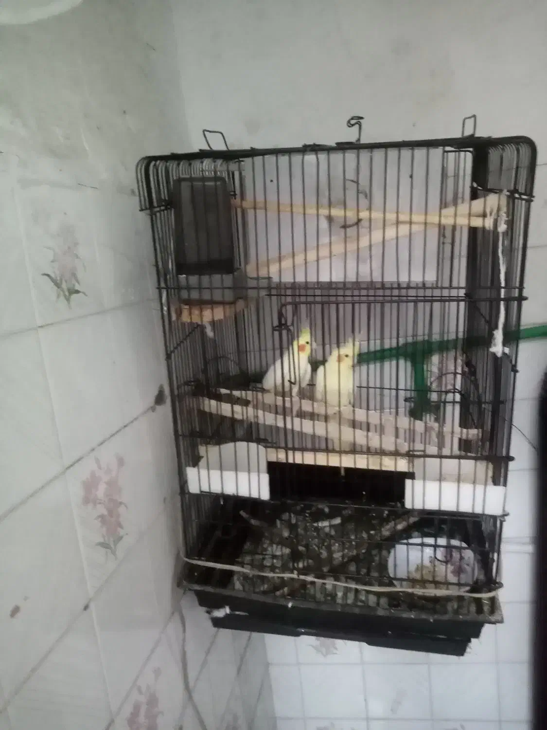 عروس هلندی|پرنده|اشنویه, |دیوار