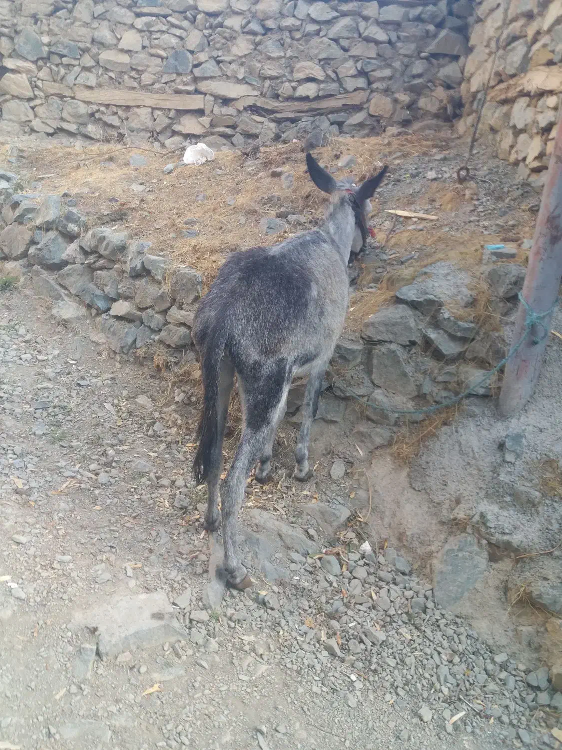 خرنر|حیوانات مزرعه|کلاترزان, |دیوار