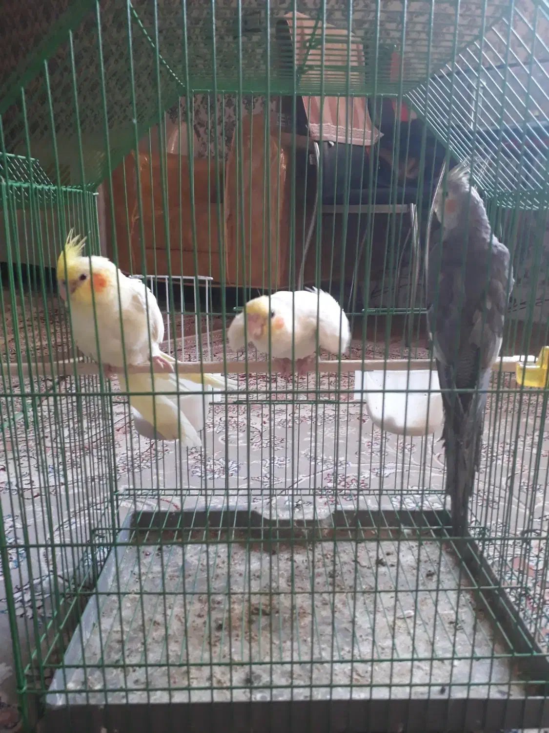 عروسی هلندی مولد|پرنده|بجنورد, |دیوار