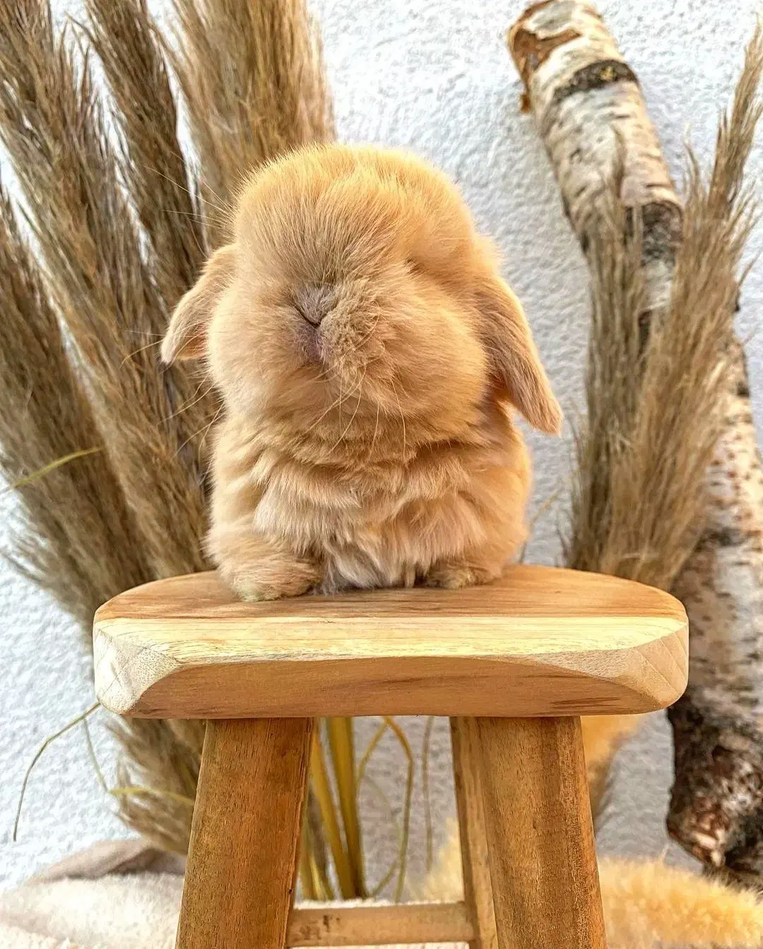 خرگوش لوپ Angle|موش و خرگوش|سنندج, |دیوار