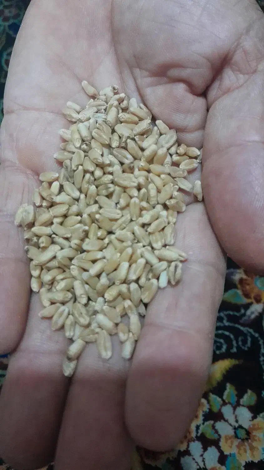 گندم بوجاری شده نوع اوج|گل و گیاه طبیعی|شوشتر, |دیوار