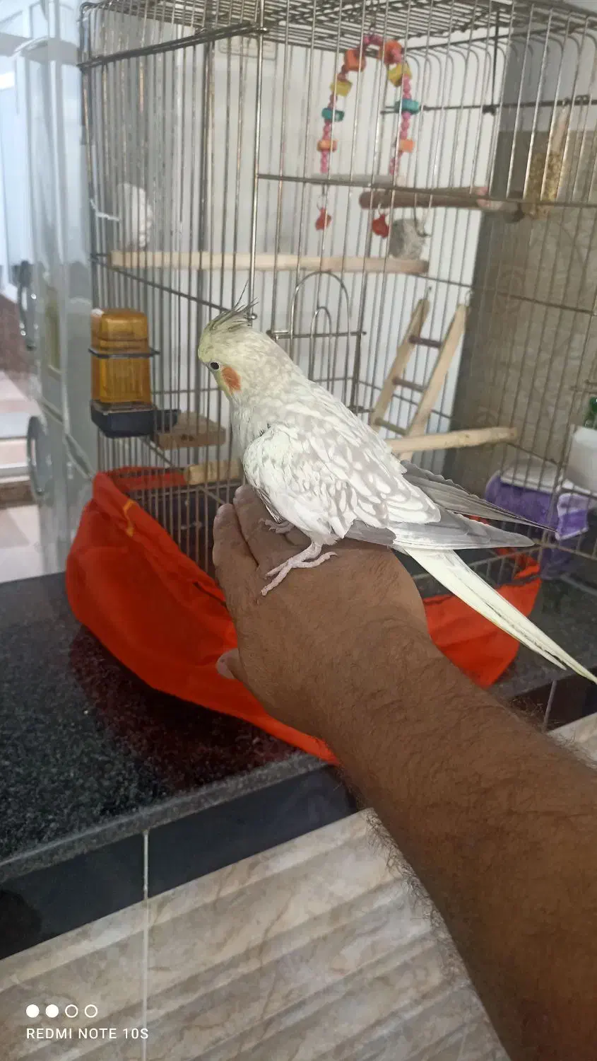 عروس هلندی نر جوان یک ساله و زیبا و خوشرنگ|پرنده|پیرانشهر, |دیوار