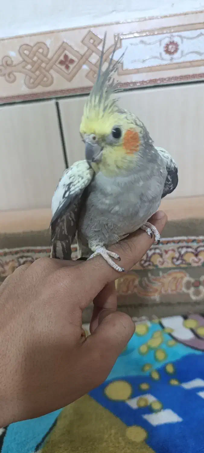 عروس هلندی|پرنده|دوگنبدان, |دیوار