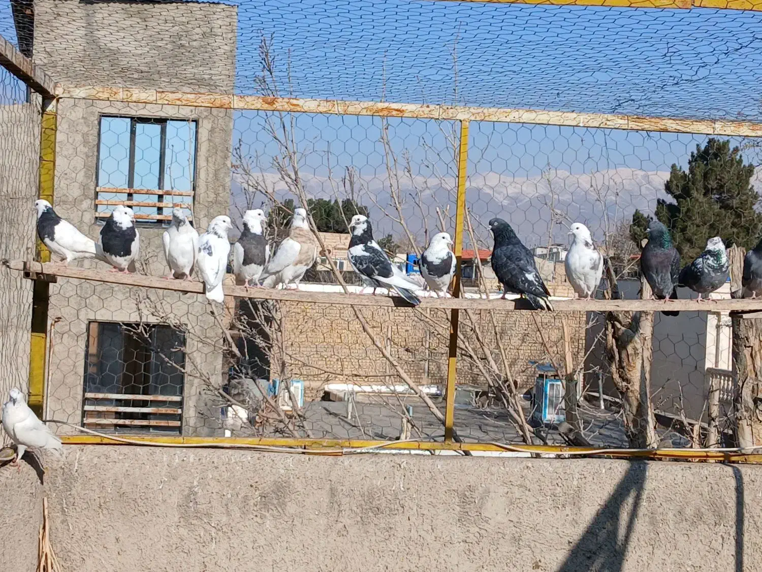 کبوتر|پرنده|هشتگرد, شهرک راه آهن|دیوار