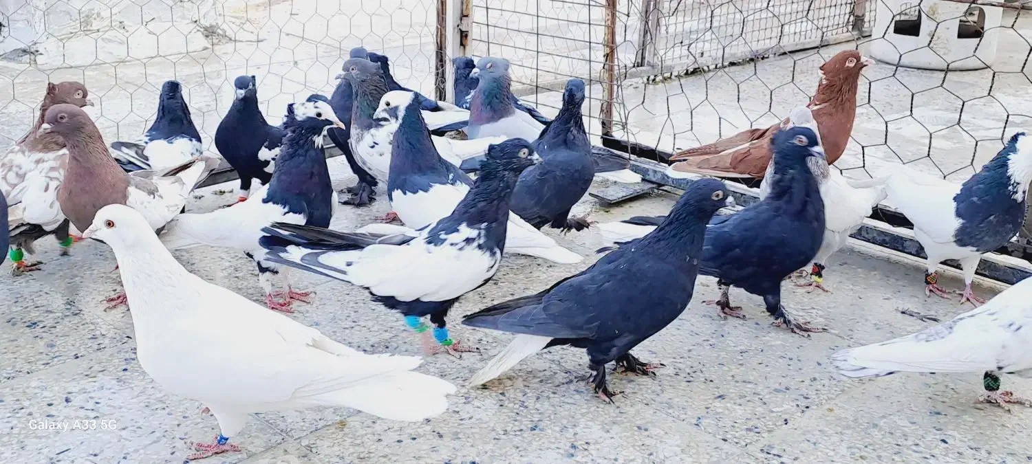 کبوتر بهبونی|پرنده|شیراز, رکنآباد|دیوار